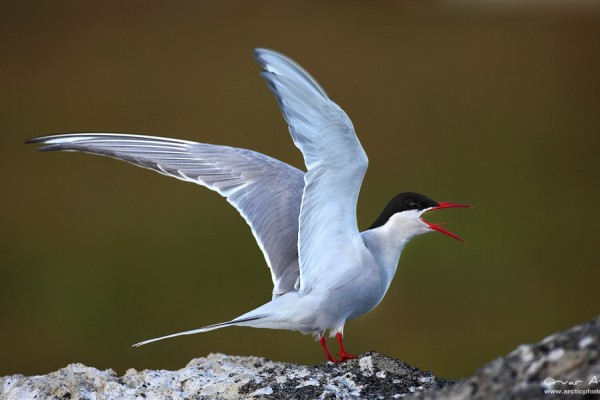 Birds of the South | Arctic Photo – Iceland – Icelandic Landscape ...